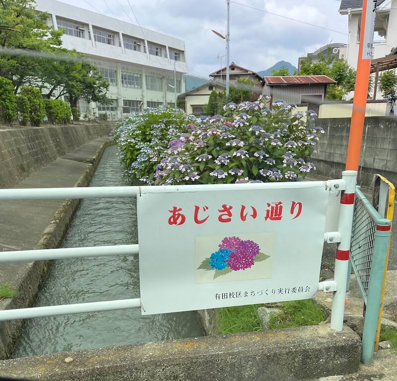 紫陽花とおり