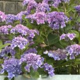 紫陽花（あじさい）
