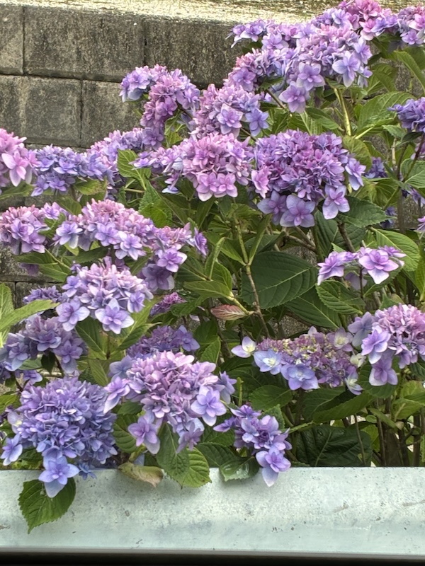 紫陽花（あじさい）