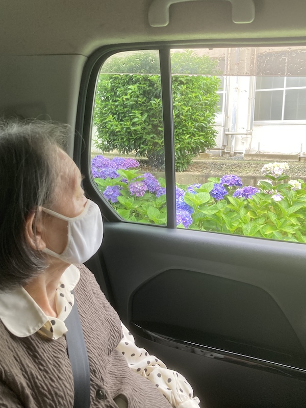 紫陽花（あじさい）見学
